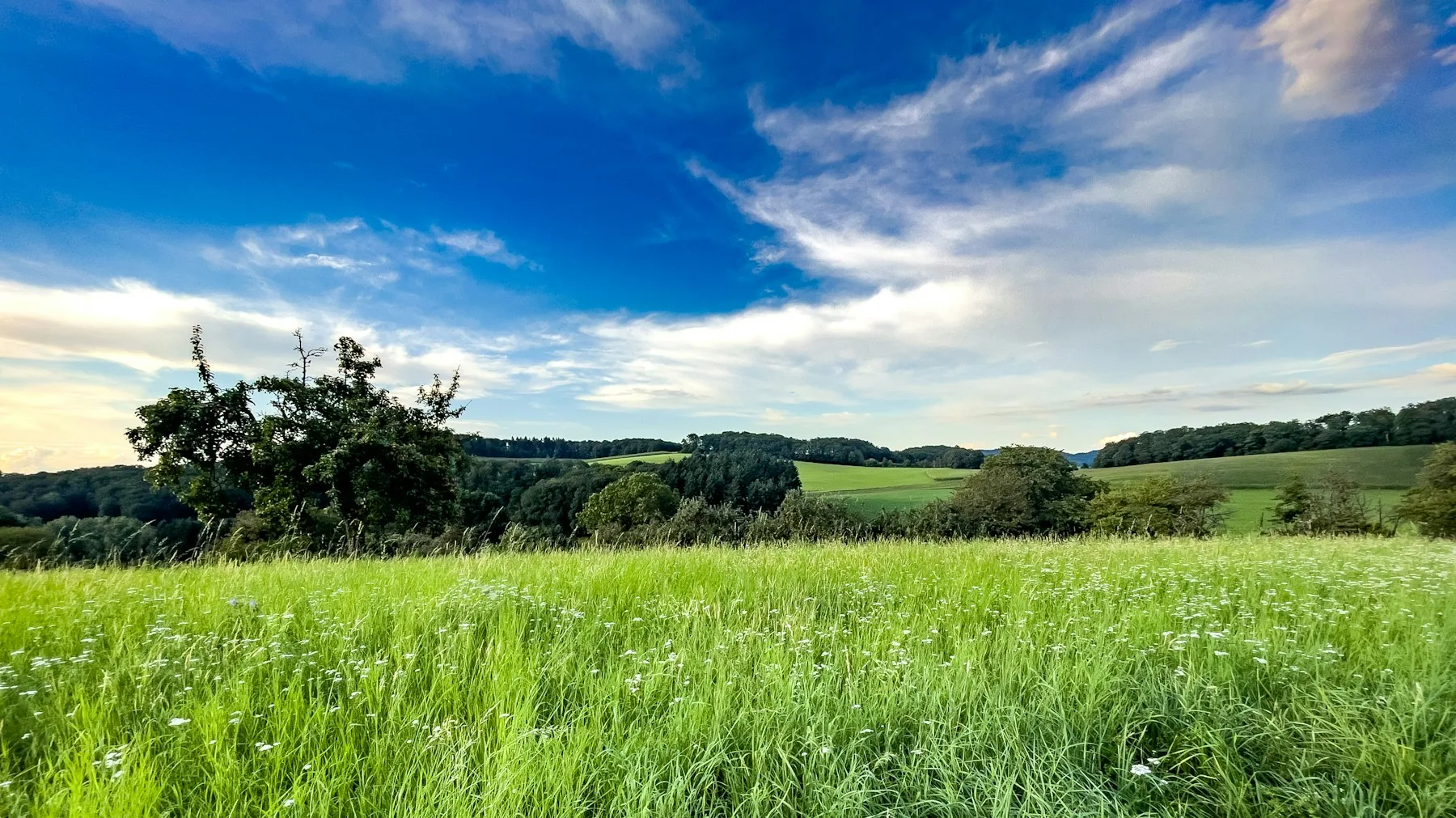 Sonnige Wiese mit Wildblumen